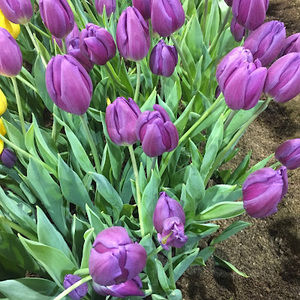 Meet your Posher, Patti